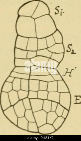 . Botanique de la plante vivante. Botanique ; les plantes. Fig. 232. Stades successifs de développement de l'embryon d'Alistna Famintzin, après. /, M, n, o, p, q représentent les cellules successives du pro-embryon, et les tissus sont dérivés par division. de croire que l'extrémité de la tige dans l'embryon du Monocotyledon terminal était à l'origine, comme dans les dicotylédones, mais que dans la plupart des types qu'il a été forcé d'un côté par la forte croissance de l'unique cotylédon. S'il en était ainsi l'un lisma-type serait un dérivé, et secondaire, l'état et d'une anomalie apparente pourrait ainsi s'expliquer. Pour parmi Vascu Banque D'Images