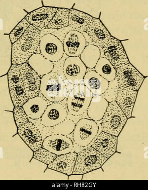 . Botanique de la plante vivante. Botanique ; les plantes. Fig. 206. a, b, des étapes successives de développement du contenu du sac pollinique de Caltha. Voir le texte. ( * 100.) F. O. B. Comme le pollen-mère-ils séparés des cellules entrer sur le tetrad-division. Chaque noyau se divise d'abord en deux, puis en quatre. Ces divisions répétées rapidement sont caractéristiques de toutes les formations de spores, et ont un rôle important à alors agencer la constitution des noyaux eux-mêmes (voir p. 563). Les quatre noyaux qui sont d'abord enfermés dans la seule protoplaste. Mais bientôt chacun est séparé par une cloison-mur, et est entouré Banque D'Images