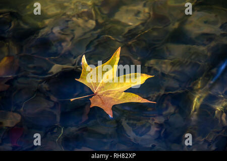 Un liquidamber (liquidambar) feuille flottant dans un lac. Banque D'Images