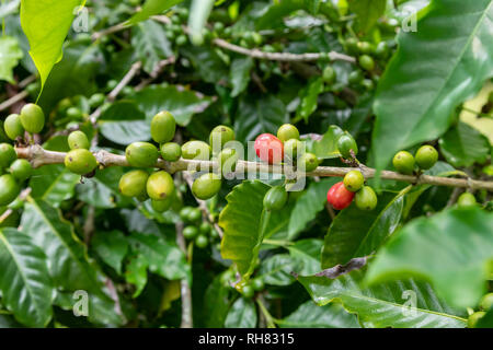 Naalehu, Hawaii - la culture du café à Paradise Meadows Verger & Bee Farm sur Hawaii's Big Island. Banque D'Images