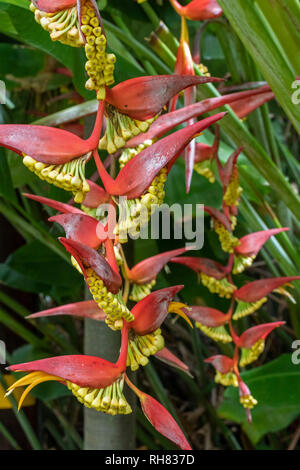 Naalehu, Hawaii - Heliconia poussant dans les jardins à l'Punalu'u Bake Shop sur Hawaii's Big Island. Banque D'Images