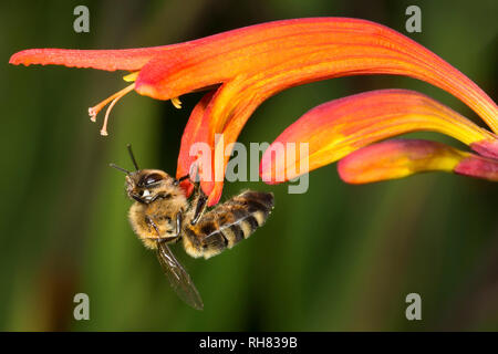 Abeille sur Corcosmia capitule. Banque D'Images