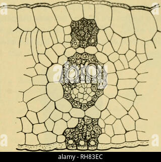 . Botanique de la plante vivante. Botanique ; les plantes. Usine de construction mécanique de corps-l8l'épiderme inférieur sont eux-mêmes des sclerotn . Ces bandes représentent les sangles supérieures et inférieures de la poutre, tandis que le moins résistant volet vasculaire représente la con- necting plaque. La poutre est maintenu en place par l'affaiblissement des tissus, mais surtout par l'entreprise des couches de l'épiderme. Les exigences qui sont le plus souvent illustré dans les plantes tombent sous trois chefs, qui sont caractérisées par des parties de plantes de plus en plus normalement, s'ils sont l'objet de grande variété avec la forme variable de l'usine-corps : (a) Banque D'Images