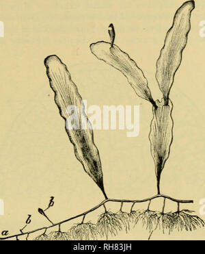 . Botanique de la plante vivante. Botanique ; les plantes. La CONSTRUCTION MÉCANIQUE DES CORPS 171 serait d'agrandir la seule cellule comme un sac non cloisonnées. Le meilleur de ce simple mais inefficace a été faite par la famille d'algues du Siphonales. Mais ce n'est que dans des conditions favorables qu'elle peut réussir, car c'est une méthode de construction avec des limites évidentes. L'auf soutenu par l'eau, il ne convient pas, sauf dans le cas de petits organismes. Certains membres de la relativement petite Siphonales, tels que Protosiphon ou Vaucheria, vivent dans des situations d'humidité à l'air. Mais toutes les grandes Banque D'Images