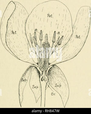 . Botanique de la plante vivante. La botanique. L'INFLORESCENCE, ET LA FLEUR 221 (i) les sépales, qui sont les plus bas et les parties. Tlicy habituellement d'arc à une feuille, être ferme et verte dans la texture. Ils constituent le calice, l'office n'est protecteur à l'intérieur du jeune bud (Fig. 168, septembre). (2) Pétales, qui se trouvent à l'interne pour eux, et sont généralement délicat dans la texture et dans la teinte. Ils constituent la corolle, et servir principalement pour attirer l'attention, de par la couleur et le parfum (Fig. 168, Pel.).. Fig. 168. Section verticale à travers une fleur du coing, Cydonia (Rosaceae). s^/&gt ;-scpa Banque D'Images