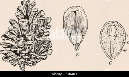 . La botanique pour les étudiants en agriculture. Les plantes. 456 SPERMATOPHYTES (plantes à graines) tube est de manger son chemin à travers le nuceUus au gamétophyte femelle. Gamétophyte mâle. - Le gamétophyte mâle formes dans le grain de pollen et son tube. Au moment de la pollinisation le gamétophyte mâle est généralement constituée de quatre cellules - deux cellules végétatives ou prothallien, une cellule génératrice, et une cellule du tube. Au moins une des cellules prothallien se désagrège et disparaît habituellement tôt dans le développement du gamétophyte. C'est l'état du gamétophyte mâle lorsque le pollen est transporté à l'ovulate cône. Banque D'Images