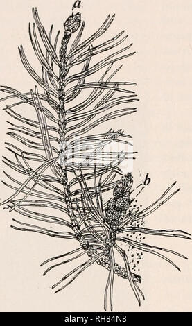 . La botanique pour les étudiants en agriculture. Les plantes. 452 SPERMATOPHYTES (plantes à graines) sporophyte. - Les sporophytes des pins sont pour la plupart de grande taille et dans certains facilite de grandes dimensions sont. Certaines espèces de pins atteignent une hauteur de 150 pieds ou plus. Il est caractéristique des arbres de pin d'avoir un tronc principal et relativement petites branches latérales. Les branches principales sont généralement en groupes, et dans quelques pins, à moins que l'on peut inspecter de près, les succursales en erreur en verticilles. Il y a une réduction graduelle de longueur de branches d'en bas jusqu'- Ward, de sorte que les arbres cultivés en plein ont une forme conique (Fig. Banque D'Images