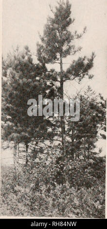 . La botanique pour les étudiants en agriculture. Les plantes. Les pins (Pinaceae) 451 autres partie de l'iiuccllus durcit, de sorte que la graine à maturité ressemble à certains des fruits à noyau, comme la prune, même si c'est une graine et pas un fruit. Il est évident qu'une graine est simplement une megaspo- rangium transformé. Les Cycadales dans une graine est un megasporangium qui a ses parties extérieures de modification. pour la protection et contient à l'intérieur d'un gamétophyte femelle portant un jeune sporophyte. Ainsi, la ré- duction du gamétophyte femelle à travers les ptéridophytes et enfin sa conservation dans le sporange mega- dans les cycadales afin Banque D'Images