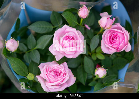 Magnifique bouquet de roses roses, de petits bourgeons Banque D'Images
