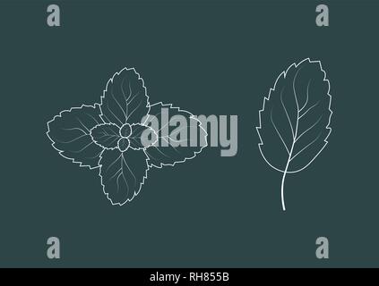 Feuilles de menthe fraîcheur d'icône. L'élément Floral.eps 10 Illustration de Vecteur