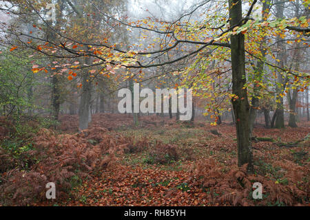 L'enceinte d'Oakley New Forest National Park Hampshire England UK Banque D'Images