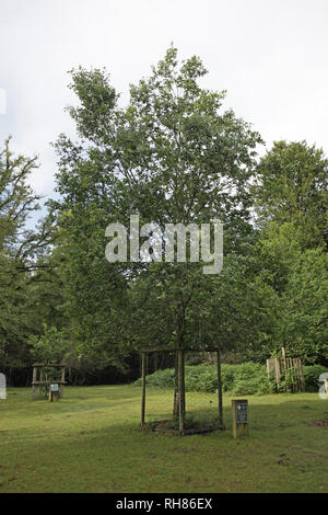 L'Edinburgh Knightwood Oak Enceinte Parc national New Forest Hampshire England UK Banque D'Images