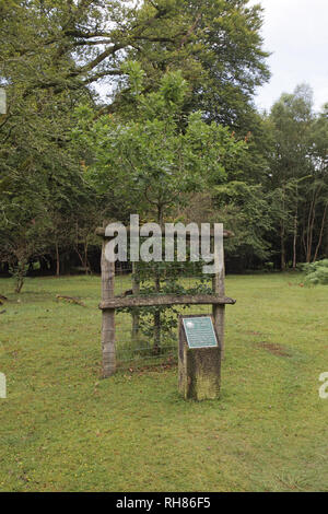 L'arpenteur adjoint Knightwood Oak Enceinte Parc national New Forest Hampshire England UK Banque D'Images