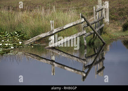 Des nénuphars blancs Nymphaea alba et réflexions dans un étang des Landes Broomy Plain Parc national New Forest Hampshire England UK Banque D'Images