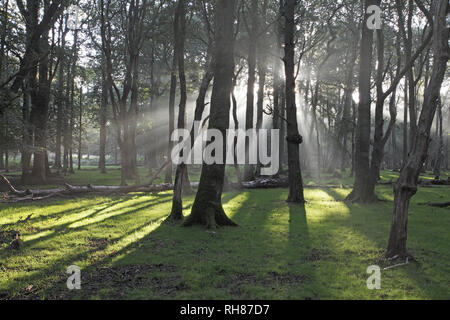 Les rayons de lumière dans les forêts mixtes avec Quercus robur Chêne Hêtre Fagus sylvatica et bouleau blanc Betula pendula dans Denny national New Forest Bois Banque D'Images