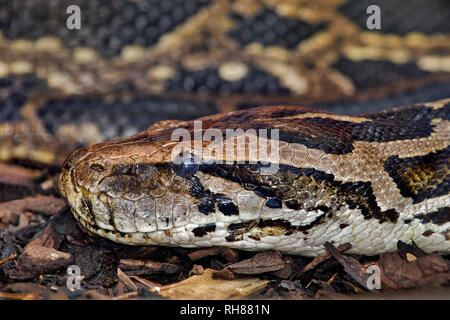 Python birman - Python molurus bivittatus Banque D'Images