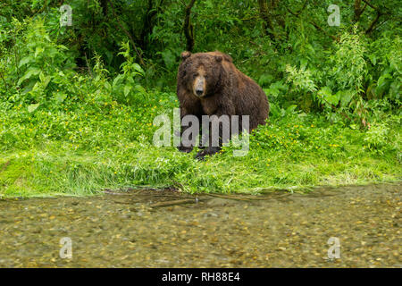 Un grizzli mâle géant en attente pour les saumons à Hyder, Alaska Banque D'Images