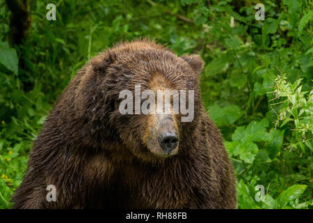 Un grizzli mâle géant en attente pour les saumons à Hyder, Alaska Banque D'Images