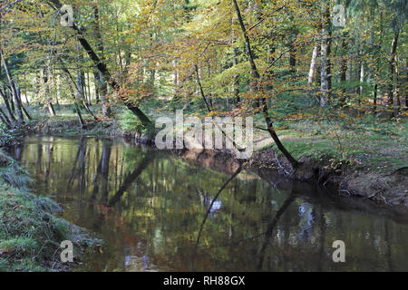 Blackwater Stream Vinney Ridge Inclosure New Forest National Park Hampshire England UK Banque D'Images