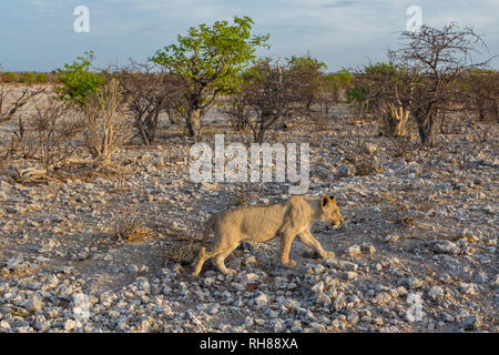 Les jeunes de la faune naturelles lion marchant à travers la savane dans la lumière du matin Banque D'Images