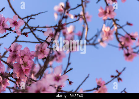 Close up de la floraison des amandiers. Belle fleur d'amande, sur les branches, à l'arrière-plan de printemps à Valence, en Espagne. Zone naturelle et colorée Banque D'Images