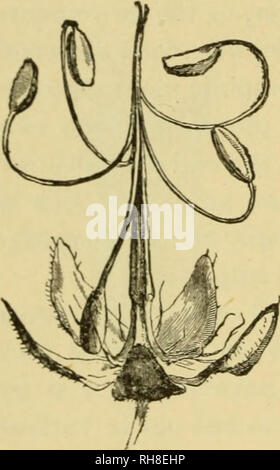 . Botanique de la plante vivante. Botanique ; les plantes. La botanique , DE LA PLANTE vivante se divise en deux moitiés, chacune correspondant à l'un de ses deux carpelles, et contenant chacun une graine. Chaque moitié est équivalent pratiquement à un akène (Fig. 490, vi-&gt ; l'annexe A, p. 638). Pour libérer les graines comme organes distincts est une chose, de les diffuser, c'est une autre proposition. Par diverses modifications de la maturation du pistil cette deuxième fin peut aussi être sécurisé, parfois par l'activité du pistil lui-même, mais plus souvent par l'intermédiaire des organismes externes. La plante elle-même peut se disperser ses graines à l'aide Banque D'Images