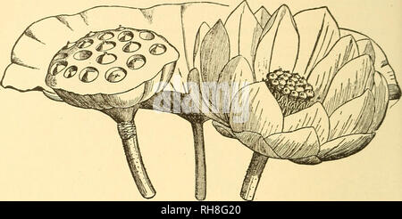 . La botanique pour les lycées et collèges. La botanique. 558 Botanique. Kelumhium^ jaune, nénuphar jaune, l'eau ou Chinqnopin coiijiiion est, dans l'i)()les NDS et les rivières de la vallée du Mississippi anii lae États du Sud. Son écrou-comme les fruits, qui sont incorporées dans le récipient en forme de haut larjre, sont comestibles. (Fig. 548-9.). Fig. 548.-feuille, fleur, et la fructification, réceptacle de Nelumbium jaune. }4 taille naturelle.-De Le Maout et Decaisne. iV. speciosum, la seule autre espèce du genre, est présent dans le sud et le sud-est de l'Asie. Nymphcea odorata et N. tuberosa sont les nénuphars blancs o Banque D'Images