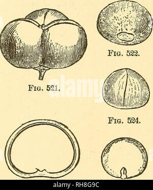 . La botanique pour les lycées et collèges. La botanique. 148 Botanique. Fig. 521-5.-Illustrations de Camel- lia Chineksis. Pour Ternstrcemiacese.-Arbres et arbustes avec autre (rarement en face) les feuilles, et surtout nionoclinous racemed ou axillaires fleurs. 260 espèces, surtout tropicales. (Fig. 520 et 521-5.) Plusieurs espèces ornementales sont indigènes dans le sud des États-Unis-par exemple, le {Lasianthus Loblolly Bay Gordonia, fig 520), un arbre 9 à 15 mètres (30 à 50 pi) de hauteur ; G., puhesceus la montagne Bay ; et deux espèces arbustives d'Stiiaj tia. La plupart des espèces exotiques cultivées pour l'orn Banque D'Images