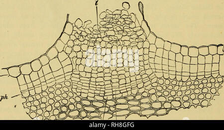 . Botanique de la plante vivante. Botanique ; les plantes. Fig. 43. Diagrammes illustrant les étapes successives de la formation du liège dans les cellules (2) directement en dessous de l'épiderme (1). Une montre la première division. B montre l'état après plusieurs divisions, résultant en une rangée radiale de cellules. Ces de l'extérieur (a) sont le plus à l'intérieur de liège ; (c) sont phelloderm, qui ajoute au cortex, (b) représente le cork-cambium. murs fins sont modifiés à Liège imperméables (Fig. 44 : pièces droite et gauche du dessin). Comme les cellules de façon sans espaces intercellulaires, ils forment une gamme complète de revêtements de protection. En partie o Banque D'Images