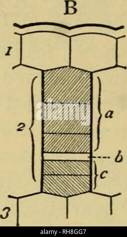 . Botanique de la plante vivante. Botanique ; les plantes. Botanique 66 DE LA PLANTE vivante et diviser, agissant comme un cambium-cellule. Les cellules éjectés de celui-ci sur le côté intérieur prendre les caractères de cortex supplémentaires ; ceux sur le côté extérieur agrandir, leur contenu est absorbée, et leur. Fig. 43. Diagrammes illustrant les étapes successives de la formation du liège dans les cellules (2) directement en dessous de l'épiderme (1). Une montre la première division. B montre l'état après plusieurs divisions, résultant en une rangée radiale de cellules. Ces de l'extérieur (a) sont le plus à l'intérieur de liège ; (c) sont phelloderm, ce qui ajoute à la c Banque D'Images