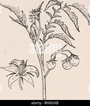 . La botanique pour les étudiants en agriculture. Les plantes. 490 angiospermes. Fig. 440. - Une partie d'un plant de tomate portant des fleurs et des fruits, et aussi une fleur agrandie pour afficher la structure de la fleur. dodcndrons et bruyères. Le Traihng (Arbutus Epigaea), qui est la fleur de printemps préférés partout où elle pousse, et le Madrona, l'un des plus beaux arbres de la côte du Pacifique, appartiennent à cette famille. La famille patate (C onvolvulacene). - Les plantes de cette famille sont principalement des herbes ou twining. Leurs fleurs, comme celles de la gloire du matin illustrer, sont souvent tout à fait remarquable. Ils ont cinq s Banque D'Images