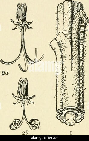 . Botanique de la plante vivante. La botanique. 14 : BOTANIQUE DE LA PLANTE VIVANTE très légère' cadre organique contenant de l'eau. L'efficacité mécanique de la turgescence des cellules internes, et l'insuffisance de la simple séparation d'un jeune ou partie succulentes est montré par com- transformant un feuilles croustillantes avec un qui a séché, ou a été plasmolysed. Il y a, cependant, un autre facteur qui augmente l'efficacité mécanique de succulentes pièces dans le jeune état, à savoir la Mutuelle de tensions des tissus. Si une nouvelle jeune pousse de tournesol ou un aîné, ou toute extension de partie d'une plante herbacée, b Banque D'Images