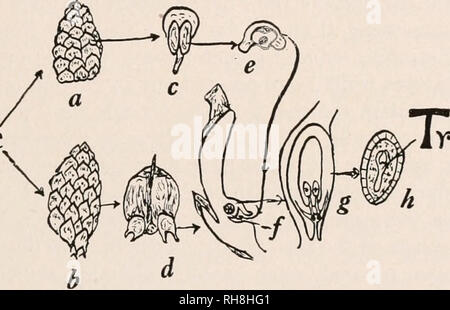 . La botanique pour les étudiants en agriculture. Les plantes. 457 graines mi-juin de la deuxième saison, et bientôt la fécondation suit. En plus de sa simplicité, l'caractéristiques notables de l'homme gametophytc sont que les spermatozoïdes n'ont pas de cils et qu'ils sont menés à l'archégone par le tube pollinique. Les semences. Â L'œuf fécondé à premières formes niveaux de cellules, qui constituent un long filament, appelé un suspenseur, à la fin de laquelle l'embryon se développe profondément ancrée dans les tissus nutritifs du gamétophyte femelle. Quand les vieux l'embryon est encore entouré de beaucoup de tissus gamétophytiques appelé endospe Banque D'Images