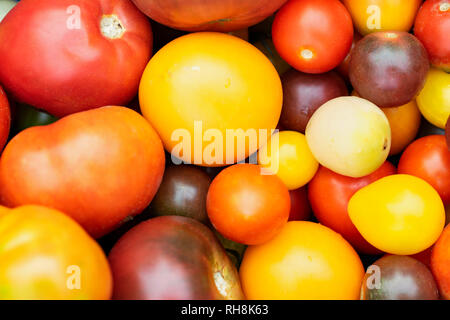 Différentes variétés de tomates de différentes couleurs, propres cultures. Banque D'Images