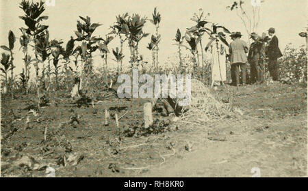 . Le coton brésilien ; étant le rapport du voyage de la mission International du Coton Le coton à travers les états de São Paulo, le Minas Geraes, Bahia, Alagôas, Sergipe, Pernambuco, Parahyba, Rio Grande do Norte. La culture du coton. HERVA MATE ET TABAC 18^ Caudioox Casiilloa '' l'est rencontré dans la vallée de l'Amazone et à l'al. c'est pensé par certains planteurs à être l'un des plus importants du rendement si :)ecies. Le Marujabe ».ira pousse dans la région comprise entre la partie supérieure et l'extrémité plus Acre de Parana. Sa culture a été tenté dans d'autres États, mais a Banque D'Images