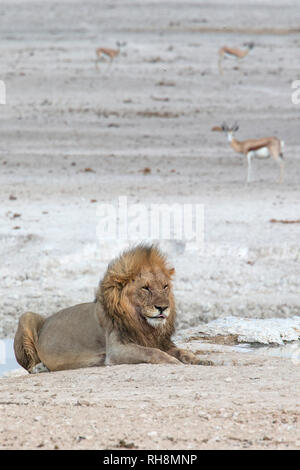 Male lion (Panthera leo) reposant et lécher pour se rafraîchir, par de nouveaux points Brownie dans Etosha National Park. Banque D'Images