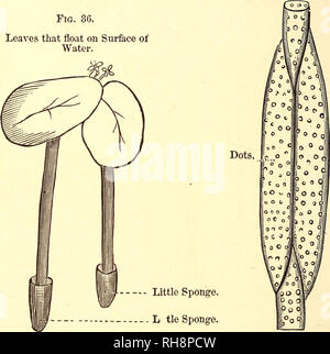 . Les garçons et les filles en biologie : simple, ou des études sur les formes inférieures de la vie. La biologie. 48 GARÇONS ET GIKLS EN BIOLOGIE. très bien dans la lutte contre les mauvaises herbes de canard (Fig. 36), une petite plante qui flotte à la surface des étangs. La nourriture qu'ils prennent est composée d'eau, d'ammoniac ou de hartshorn, et de minéraux ; toutes les différentes parties de la Fig. 37.. Duck-Weed. Les conduits en pointillés, ou des tubes, que cakry jus pour les feuilles. L'usine, sa feuilles et fleurs, sont faites par ces choses simples. Les petites éponges, ou des spongioles, ont comme • appétits dainty, ils savent exactement ce qu'à la SIP, et s'ils ne peuvent pas l'obtenir à portée de main Banque D'Images