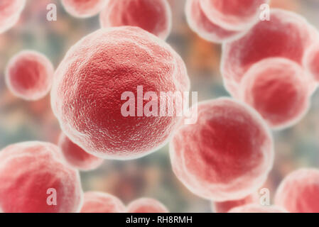 Les cellules rouges sous un microscope. Image détaillée Haut Banque D'Images