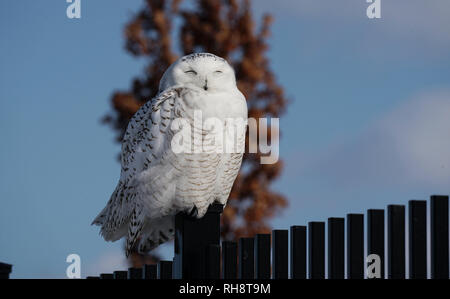 Québec,Canada,25janvier,2019.Snowy Owl reposant sur une clôture en acier en hiver.Credit:Mario Beauregard/Alamy Live News Banque D'Images