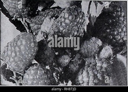 . Bountiful Ridge forestières : votre guide pour la plantation de meilleurs fruits et plus belles maisons pour l'automne 1942 et le printemps 1943. Pépinières (Horticulture) ; Catalogues Catalogues ; fruits des arbres fruitiers ; Catalogues Catalogues Catalogues d'arbres ; les asperges. TAYLOR RED RASPBERRY introduit bv N. Y. station d'expérimentation de l'automne de 1035. Cette belle berry devraient avoir l'examen de chaque producteur de framboise commerciale. Les plantes sont vigoureuses, hardv. productifs, de hauteur croître- ing et faire de nouveaux plains rapi.llv. Le robuste cannes tenez le bien de petits fruits du sol. Les fruits mûrissent peu avant Latham, grand arc Banque D'Images