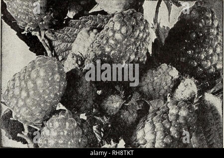 . Bountiful Ridge forestières : votre guide pour la plantation de meilleurs fruits et plus belles maisons pour l'automne 1942 et le printemps 1943. Pépinières (Horticulture) ; Catalogues Catalogues ; fruits des arbres fruitiers ; Catalogues Catalogues Catalogues d'arbres ; les asperges. Juste un échantillon de notre Well-Rooted Red Raspberry Xo. 1 plantes. Comme ces plantes doivent donner des résultats. TAYLOR RED RASPBERRY présenté par N. Y. station d'expérimentation de l'automne de 1935. Cette belle berry devraient avoir l'examen de chaque producteur de framboise commerciale. Les plantes sont vigoureuses, Hardy, productifs, de hauteur et de faire pousser de nouvelles plantes rapidement. Le s Banque D'Images