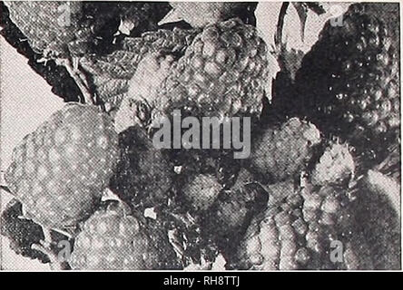 . Bountiful Ridge forestières : votre guide 1941 pour de meilleurs fruits et de plus belles maisons. Pépinières (Horticulture) ; Catalogues Catalogues ; fruits des arbres fruitiers ; Catalogues Catalogues Catalogues d'arbres ; les asperges. TAYLOR RED RASPBERRY oraison funèbre de chaque producteur de framboise commerciale. Les plantes sont vigoureuses, hardy. productifs, de hauteur et de faire pousser de nouvelles plantes rapidement. Le robuste eanes tenir les baies bien au-dessus du sol. Les fruits mûrissent peu avant Latham, sont grands, lumineux, conique à traction- rouge. d'épaisseur, très maillé linn, sous-acide et de Latham. La ber- ne ng supeno MARCY RED RASPBERRY considéré comme t Banque D'Images