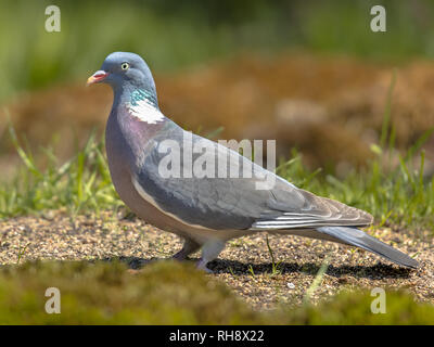 Bois commun pigeon (Columba palumbus) sur le terrain avec un fond vert Banque D'Images