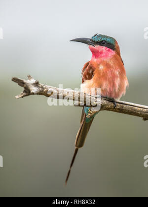 Le sud de carmine bee-eater (Merobs nubicoides) oiseau perché sur lookout branche avec arrière-plan clair en Kruger National Park, Afrique du Sud Banque D'Images