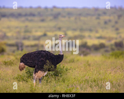 Autruche d'Afrique du Sud (Struthio camelus australis) mâle sur la savane verte dans la savane de bushveld Satara du parc national Kruger en Afrique du Sud Banque D'Images