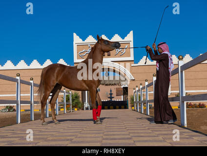 L'Arabie l'homme avec son cheval arabe dans Alhazm stud, Province de Najran, Khubash, l'Arabie Saoudite Banque D'Images