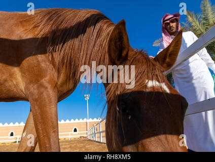 L'Arabie l'homme avec son cheval arabe dans Alhazm stud, Province de Najran, Khubash, l'Arabie Saoudite Banque D'Images