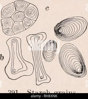 . Botanique ; un texte pour les écoles élémentaires. Les plantes. 248 TABLE DES MATIÈRES ET PRODUITS DE CELLULES abondante des produits solides de la cellule. Les grains d'amidon ont une forme définie pour chaque groupe de plantes, et des groupes peut être déterminée par la forme de leurs grains d'amidon. Détection de l'adultération de divers produits contenant de l'amidon est accompli par l'aide du microscope. En fécule de pomme de terre, les grains sont ovales, avec un "noyau" près d'une extrémité, comme montré dans Fig. En 391, ils sont idiots de poinsettia- forme de cloche, avec deux noyaux (Fig. 391). Dans le maïs qu'ils ont un diamètre égal, avec des fissures radiales. En Egy Banque D'Images