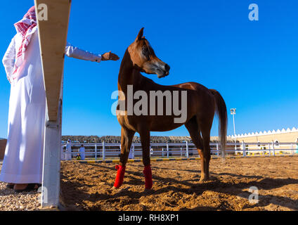 L'Arabie l'homme avec son cheval arabe dans Alhazm stud, Province de Najran, Khubash, l'Arabie Saoudite Banque D'Images