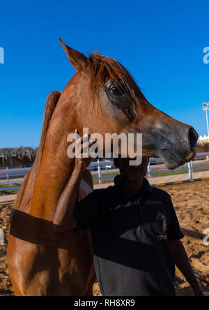 Cheval Arabe dans alhazm stud, Province de Najran, Khubash, l'Arabie Saoudite Banque D'Images